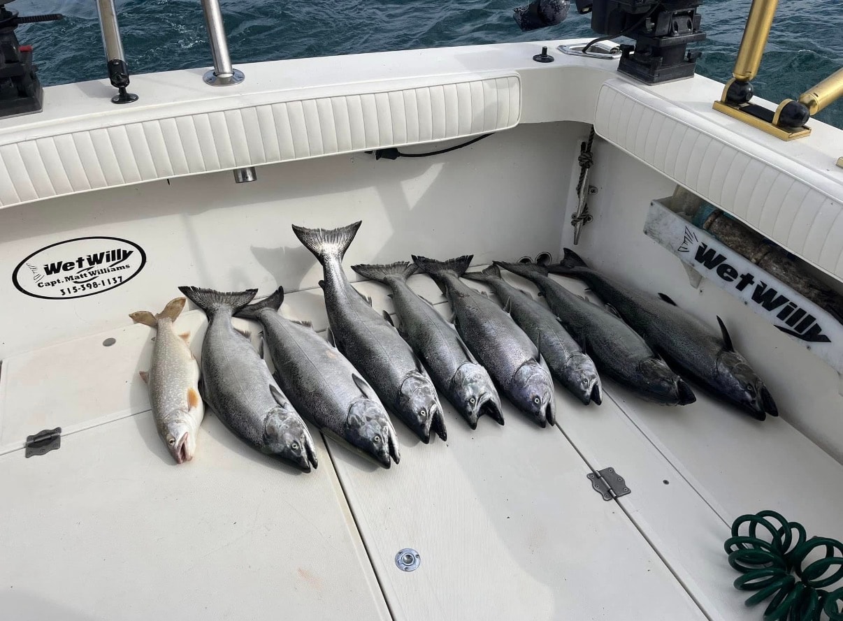 Full box — salmon & lake trout